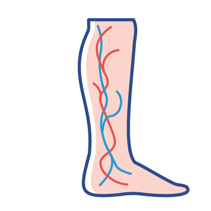 Ein Bein mit Blutgefäßen.