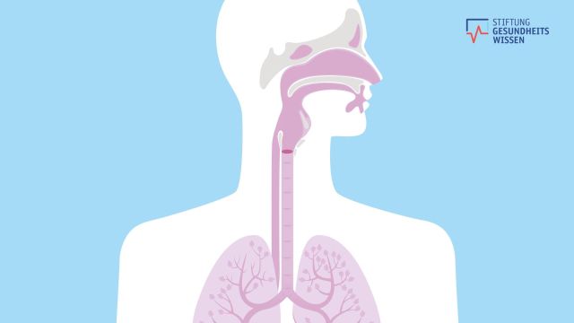 Darstellung der Atemwege eines Menschen. Beim Klick auf das Bild gelangen Sie zum Video.