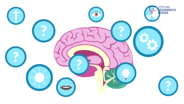Zeichnung des Gehirns mit Funktionen. Das Bild verweist auf den Film zum Thema Gehirn.