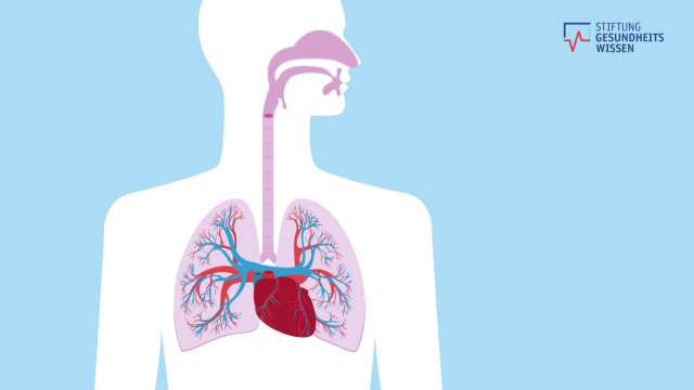 Zeichnung der Lunge. Das Bild linkt auf das Video zum Thema Lunge.